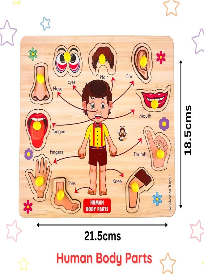 BuGBee Toys Wooden Peg Puzzle Set for Kids | Fruits, Vegetables & Human Body Parts Learning Boards | Fruit Board for Kids | Montessori Educational Puzzles | Pack of 3 | Medium Size (FV BP) - Image 3
